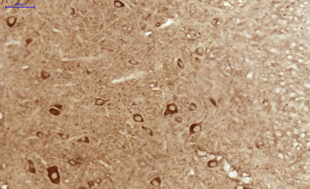 AKT3 Antibody - BSA Free NBP1-80900