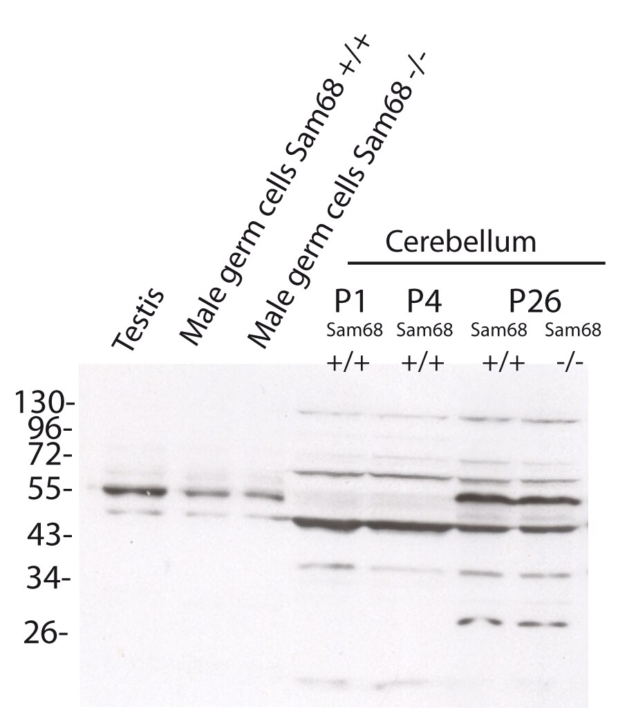 SPAG6 Antibody - BSA Free NBP1-80923