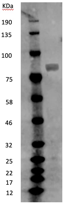 MX2 Antibody - BSA Free NBP1-81018