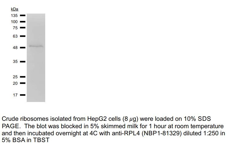RPL4 Antibody - BSA Free NBP1-81329