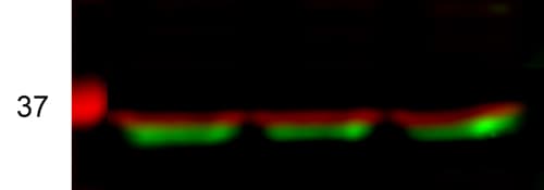 VGLL4 Antibody - BSA Free NBP1-81543