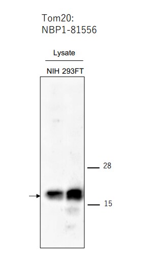 TOMM20 Antibody - BSA Free NBP1-81556