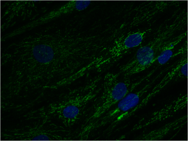 TOMM20 Antibody - BSA Free NBP1-81556