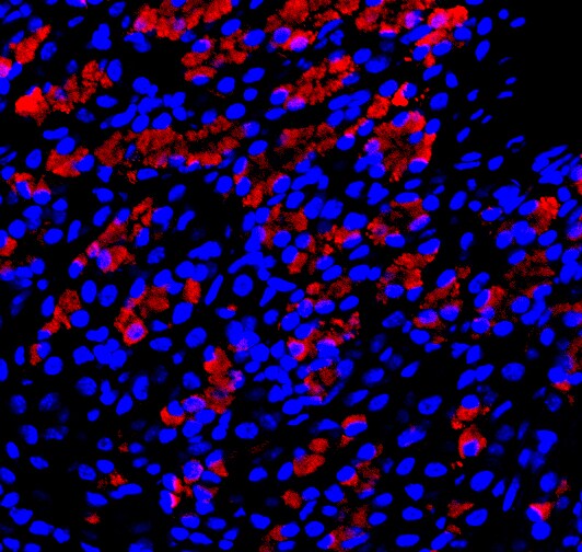 GIF Antibody - BSA Free NBP1-81610