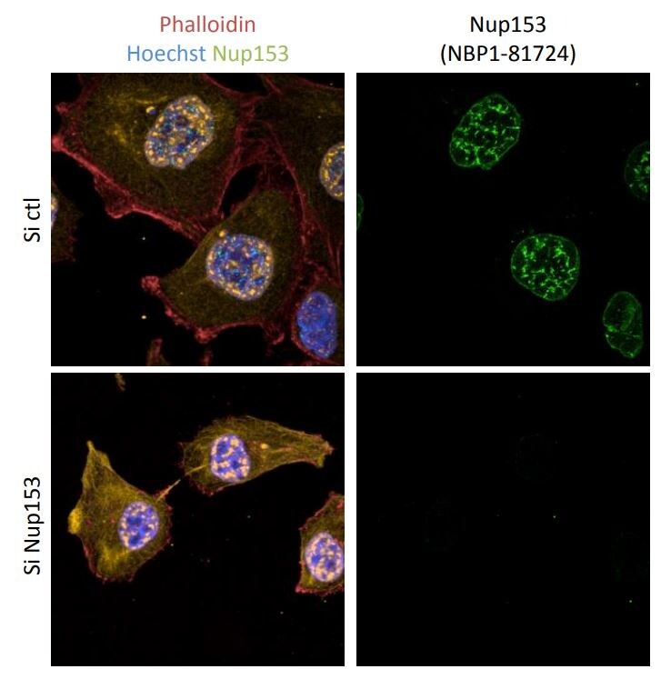 Nup153 Antibody - BSA Free NBP1-81724