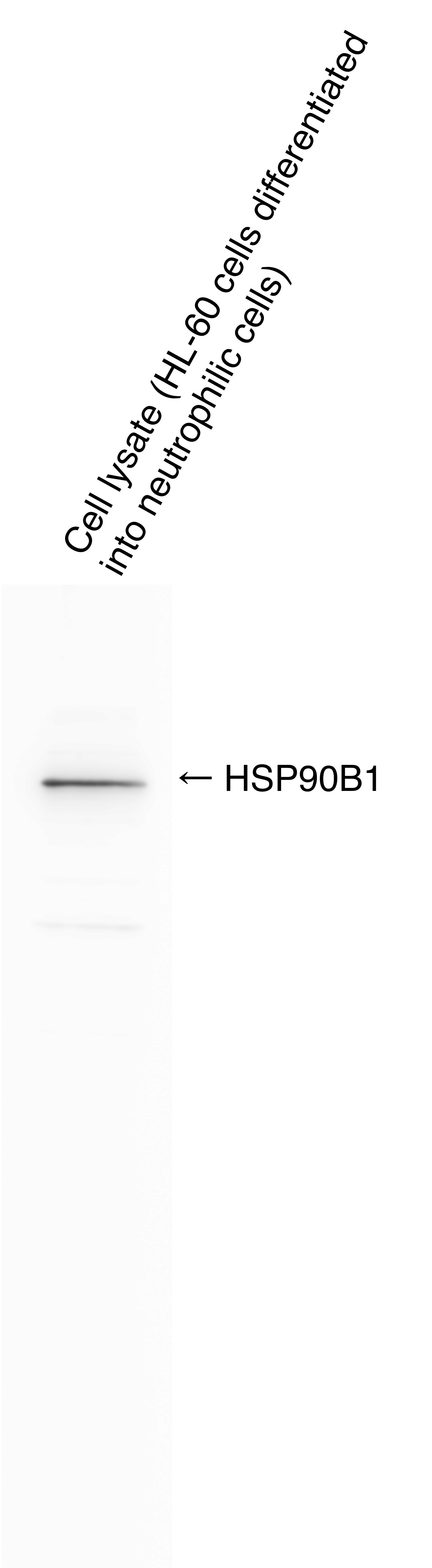 gp96/HSP90B1/GRP94 Antibody - BSA Free NBP1-81803