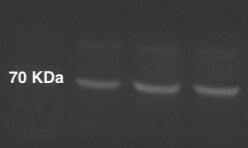 NPLOC4 Antibody - BSA Free NBP1-82166