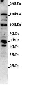 WDR45L Antibody - BSA Free NBP1-82387