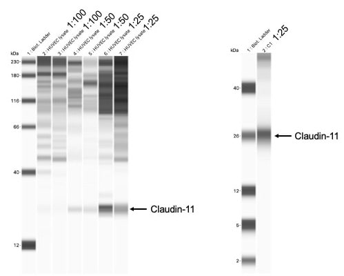 Claudin-11 Antibody - BSA Free NBP1-82470