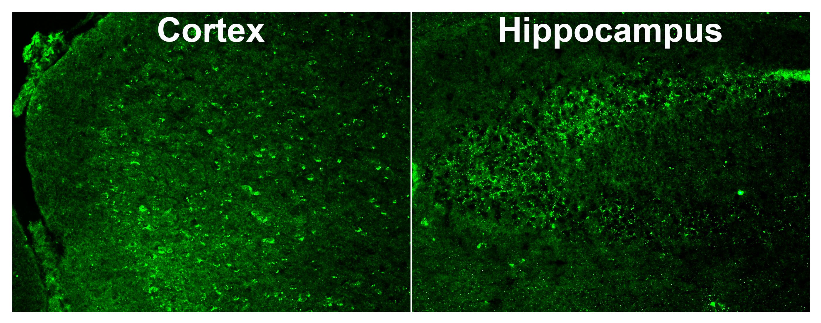 NELL2 Antibody - BSA Free NBP1-82527