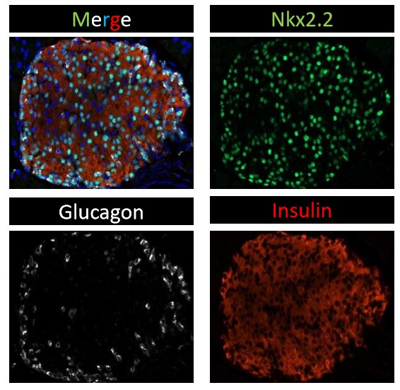 NKX2.2 Antibody - BSA Free NBP1-82554