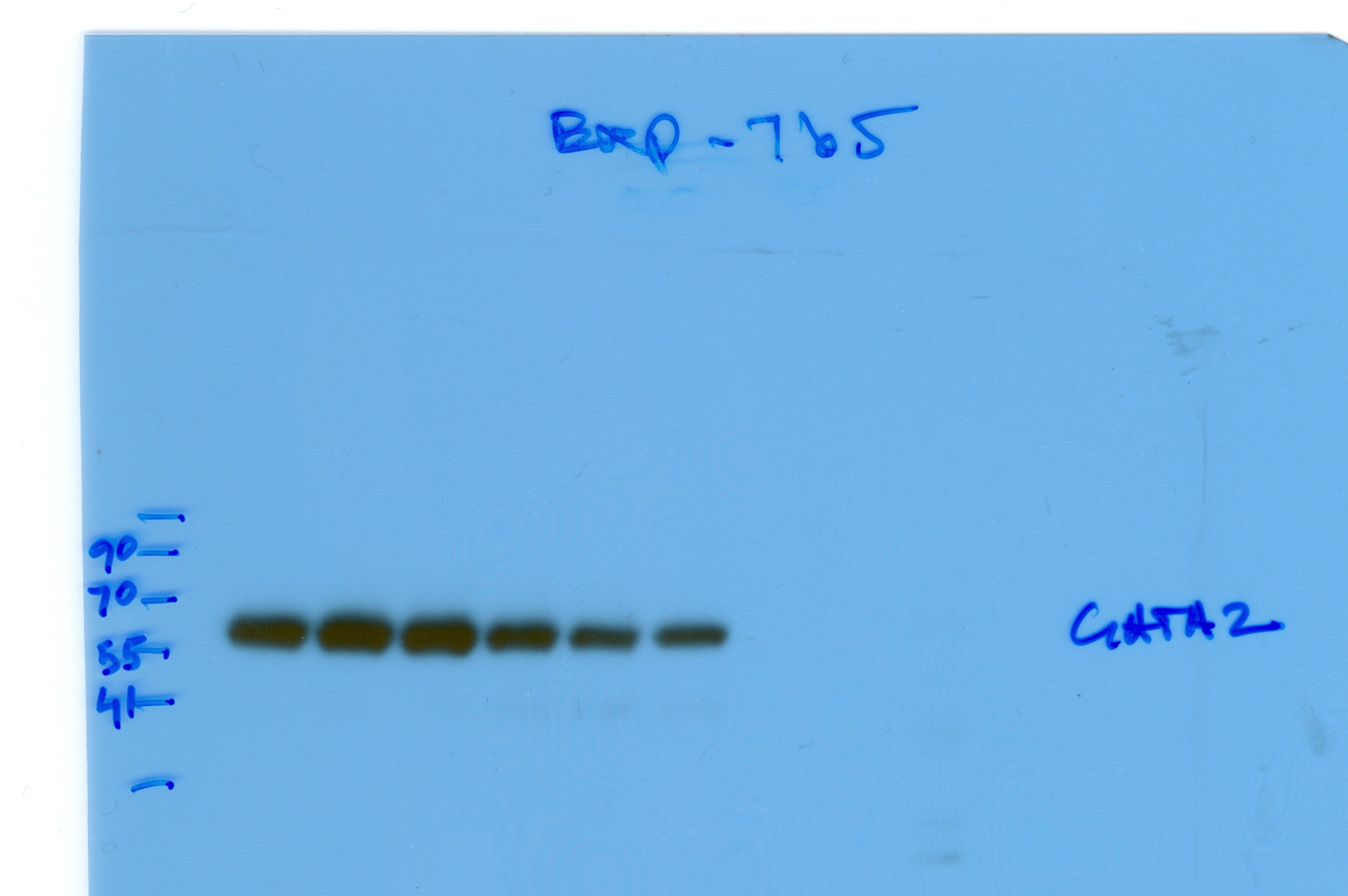 GATA-2 Antibody - BSA Free NBP1-82581