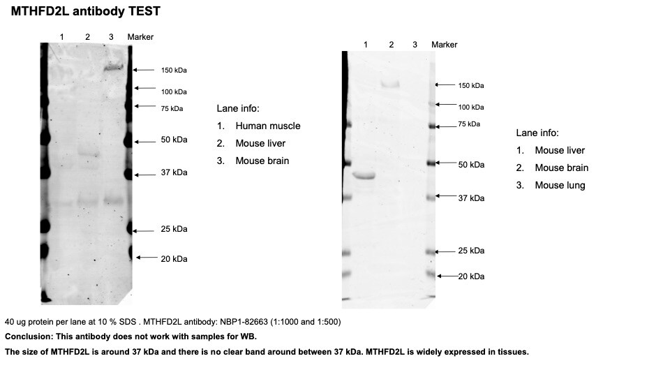 MTHFD2L Recombinant Protein Antigen NBP1-82663PEP