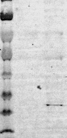 RASD2 Antibody - BSA Free NBP1-82775