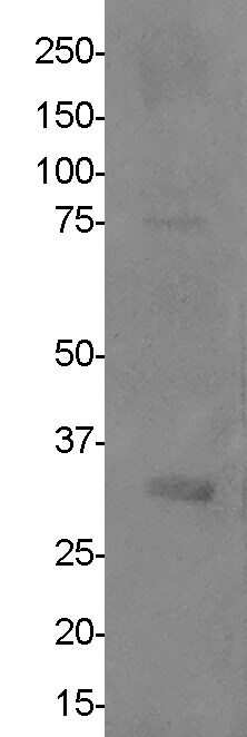 MPG Antibody - BSA Free NBP1-82787