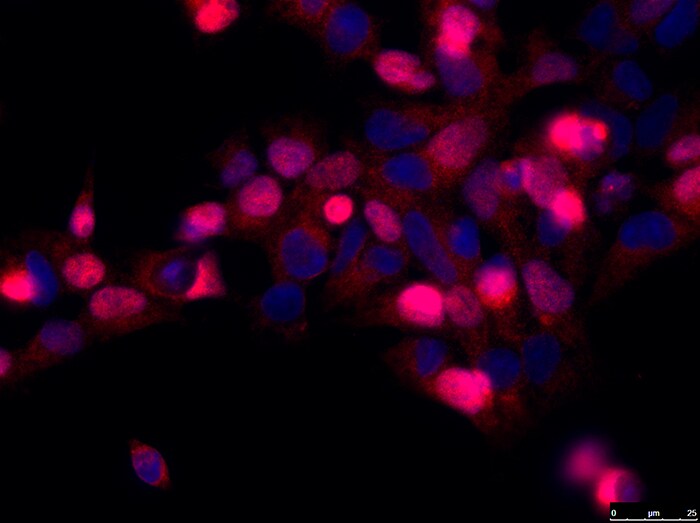 MPG Antibody - BSA Free NBP1-82787