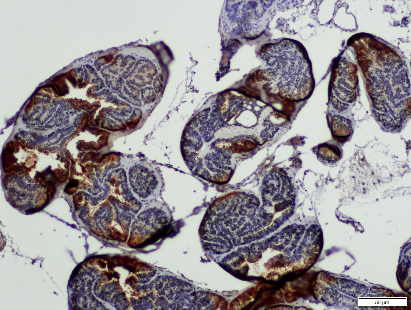 NEK1 Antibody - BSA Free NBP1-82884