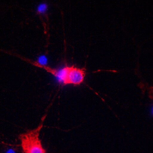 G3BP2 Antibody - BSA Free NBP1-82976