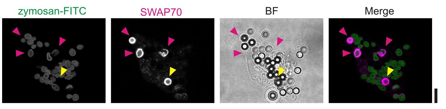 SWAP70 Antibody - BSA Free NBP1-82979