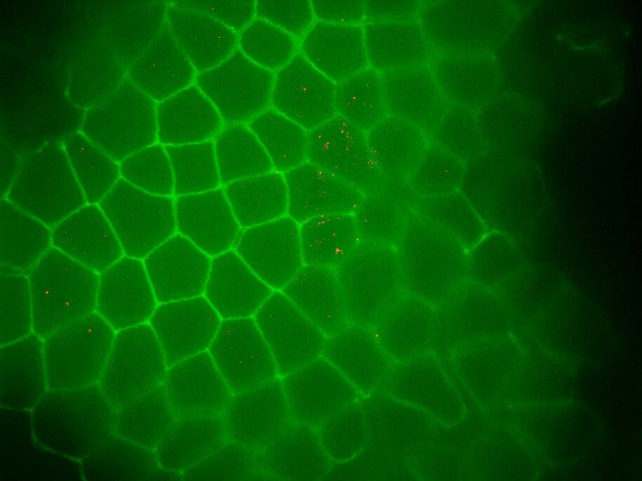 CEP68 Antibody - BSA Free NBP1-82988
