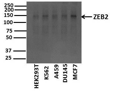 ZEB2 Antibody - BSA Free NBP1-82991