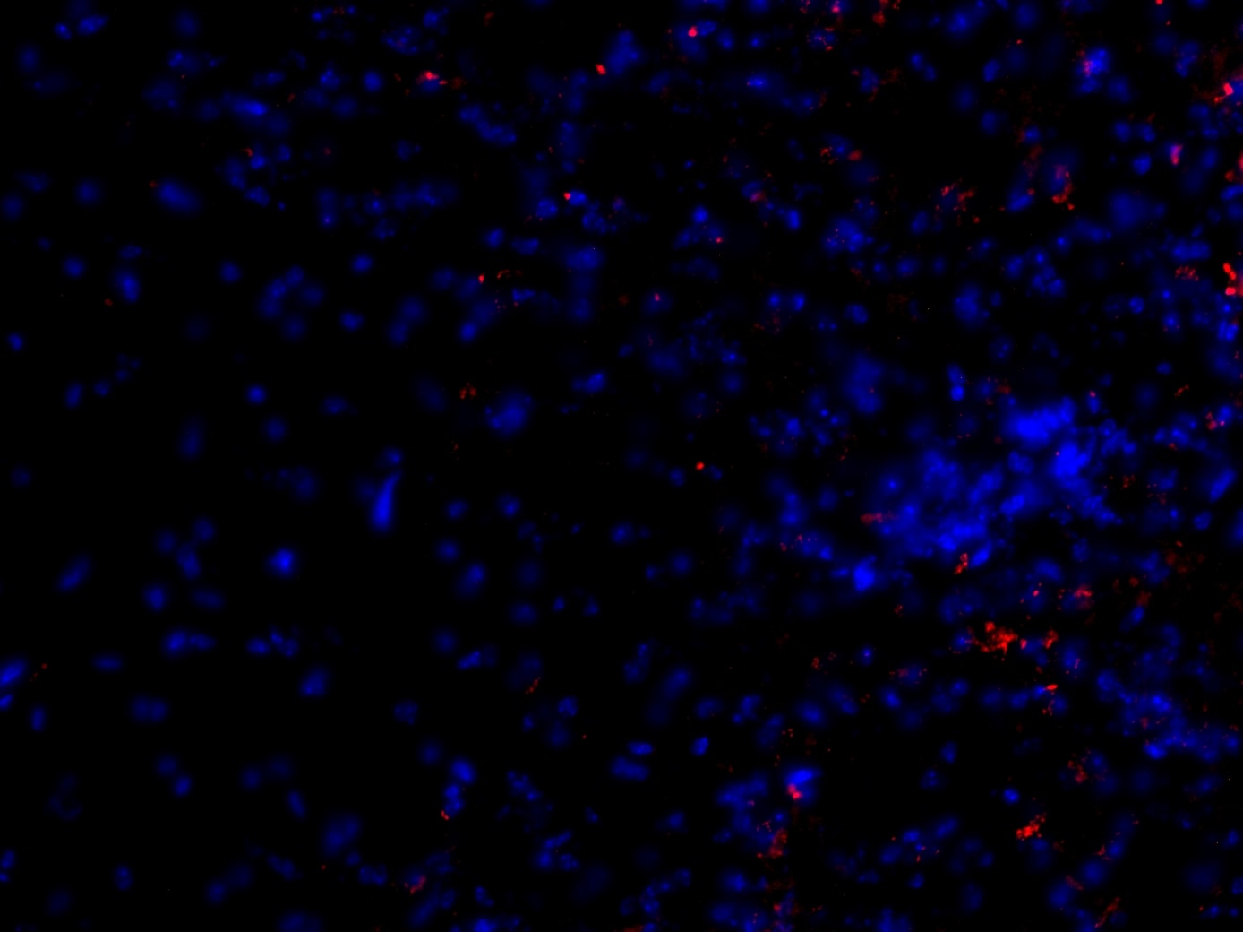 ZEB2 Antibody - BSA Free NBP1-82991