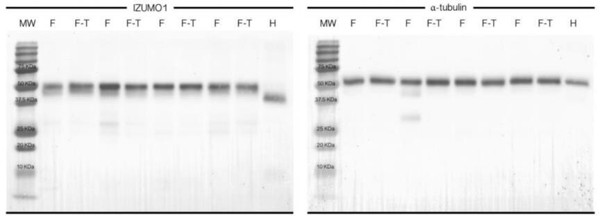 IZUMO1 Antibody - BSA Free NBP1-83086