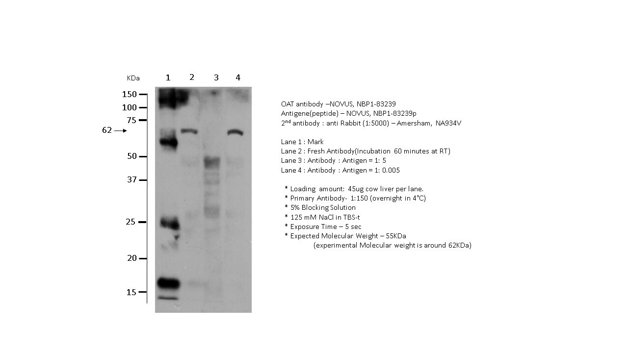 OAT Antibody - BSA Free NBP1-83239
