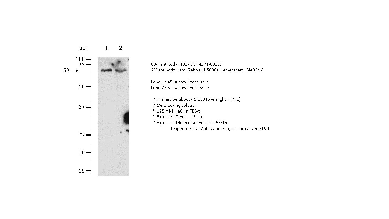 OAT Antibody - BSA Free NBP1-83239