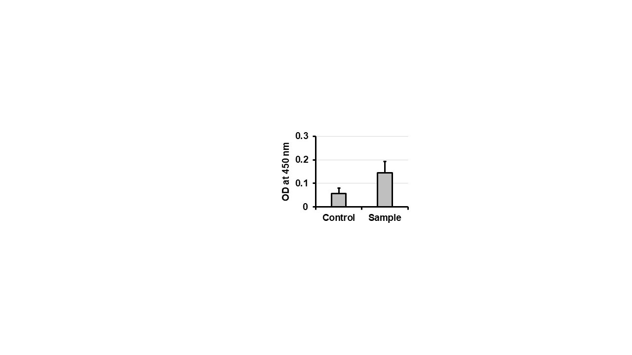 SAP30BP Antibody - BSA Free NBP1-83278