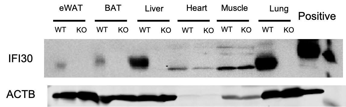 GILT/IFI30 Antibody - BSA Free NBP1-83366