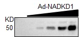 NADKD1 Antibody - BSA Free NBP1-83547