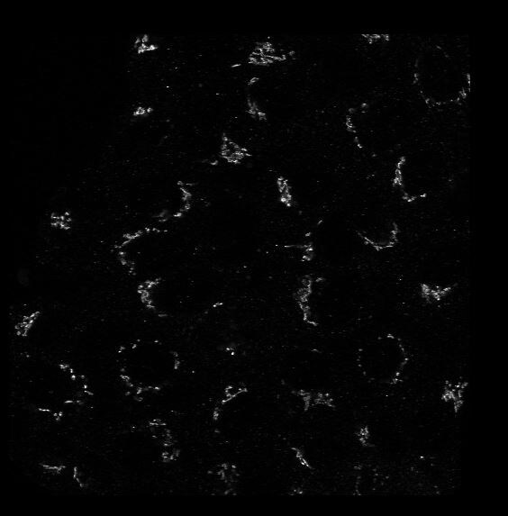 GCC1 Antibody - BSA Free NBP1-83609