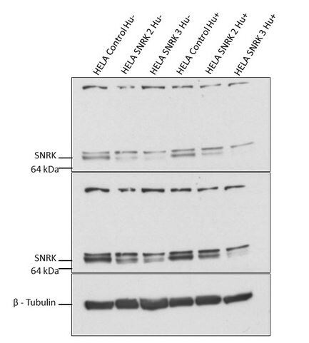 SNRK Antibody - BSA Free NBP1-83668