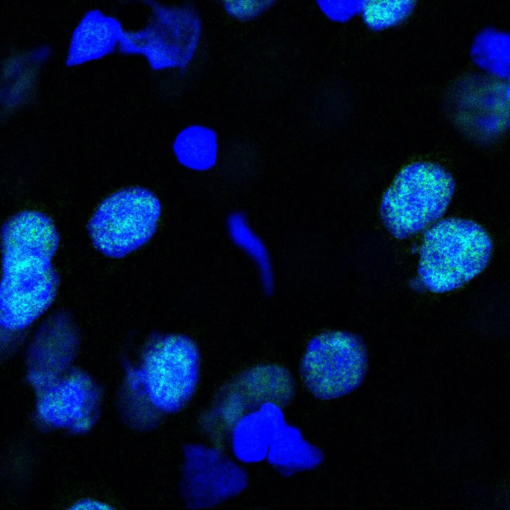 PSPC1 Antibody - BSA Free NBP1-83801