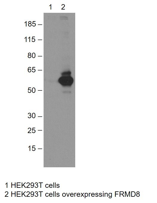 FRMD8 Antibody - BSA Free NBP1-83884
