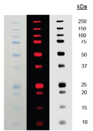 PLVAP Antibody - BSA Free NBP1-83911
