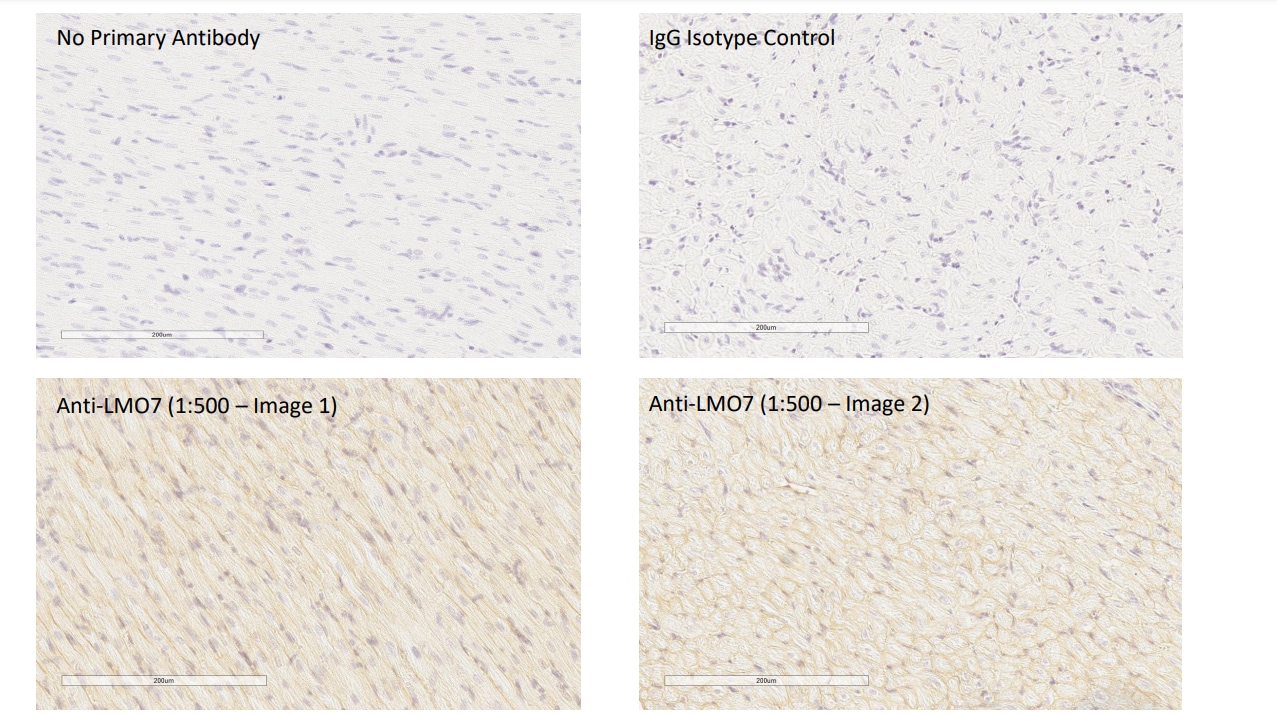 LMO7 Antibody - BSA Free NBP1-83915