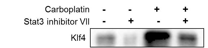 KLF4 Antibody - BSA Free NBP1-83940