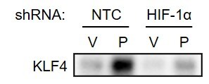 KLF4 Antibody - BSA Free NBP1-83940