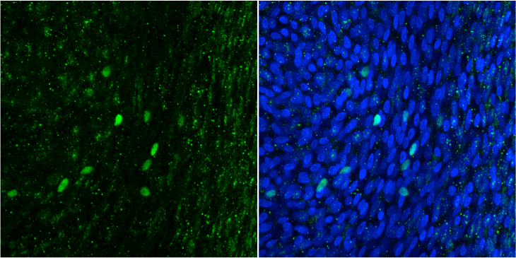 POU2F3 Antibody - BSA Free NBP1-83966