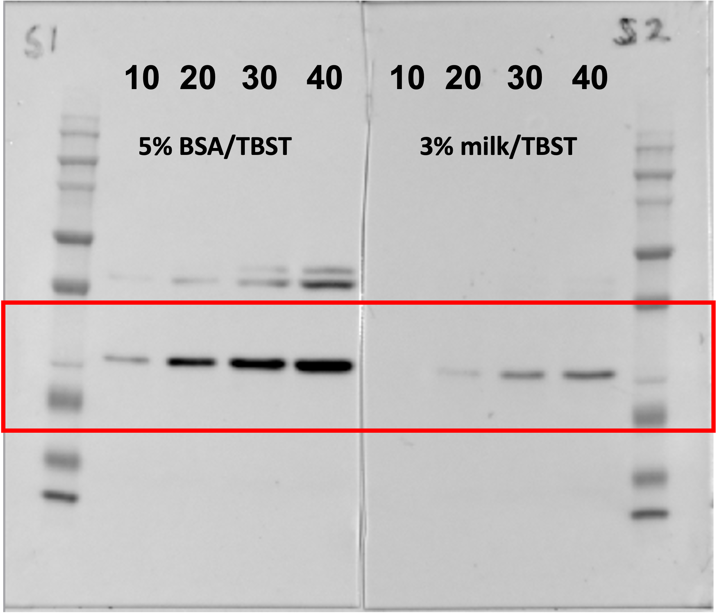 DUSP27/DUPD1 Antibody - BSA Free NBP1-84040