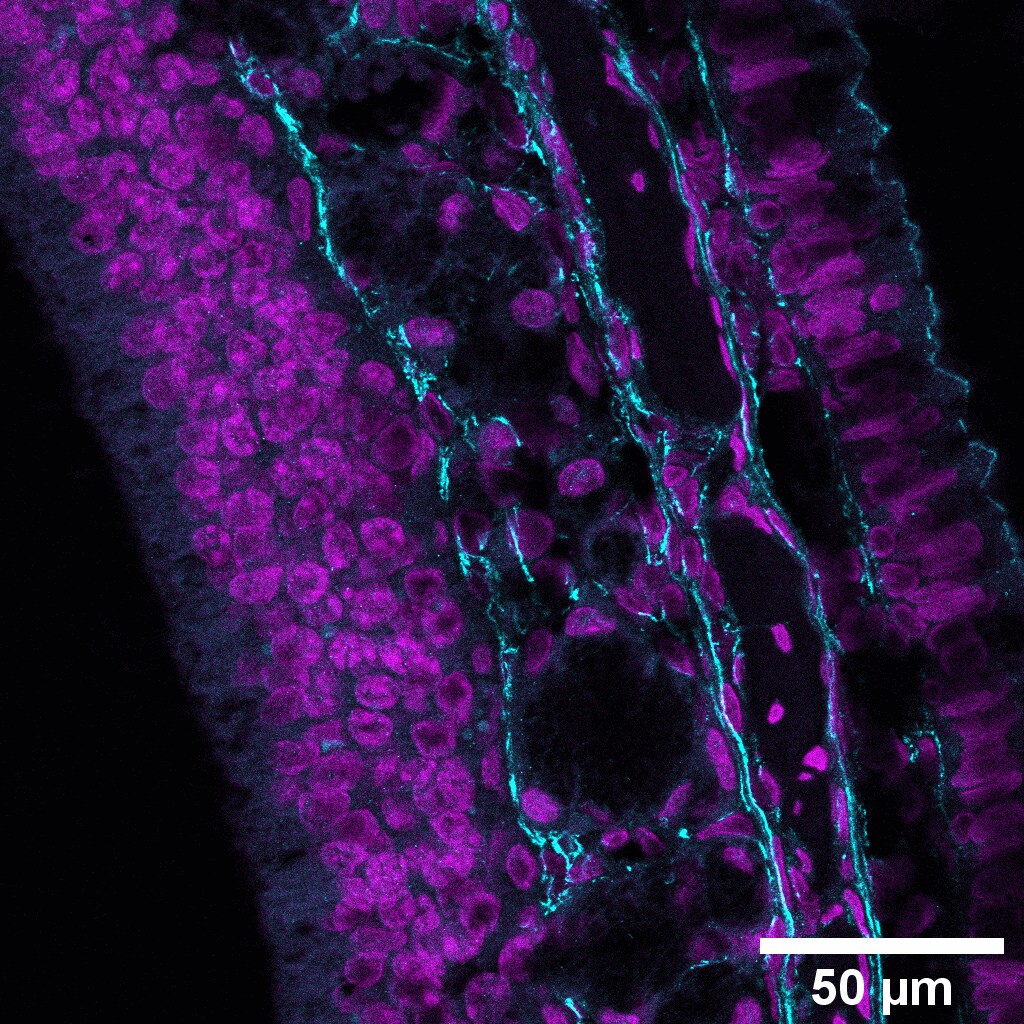 EMILIN1 Antibody - BSA Free NBP1-84127