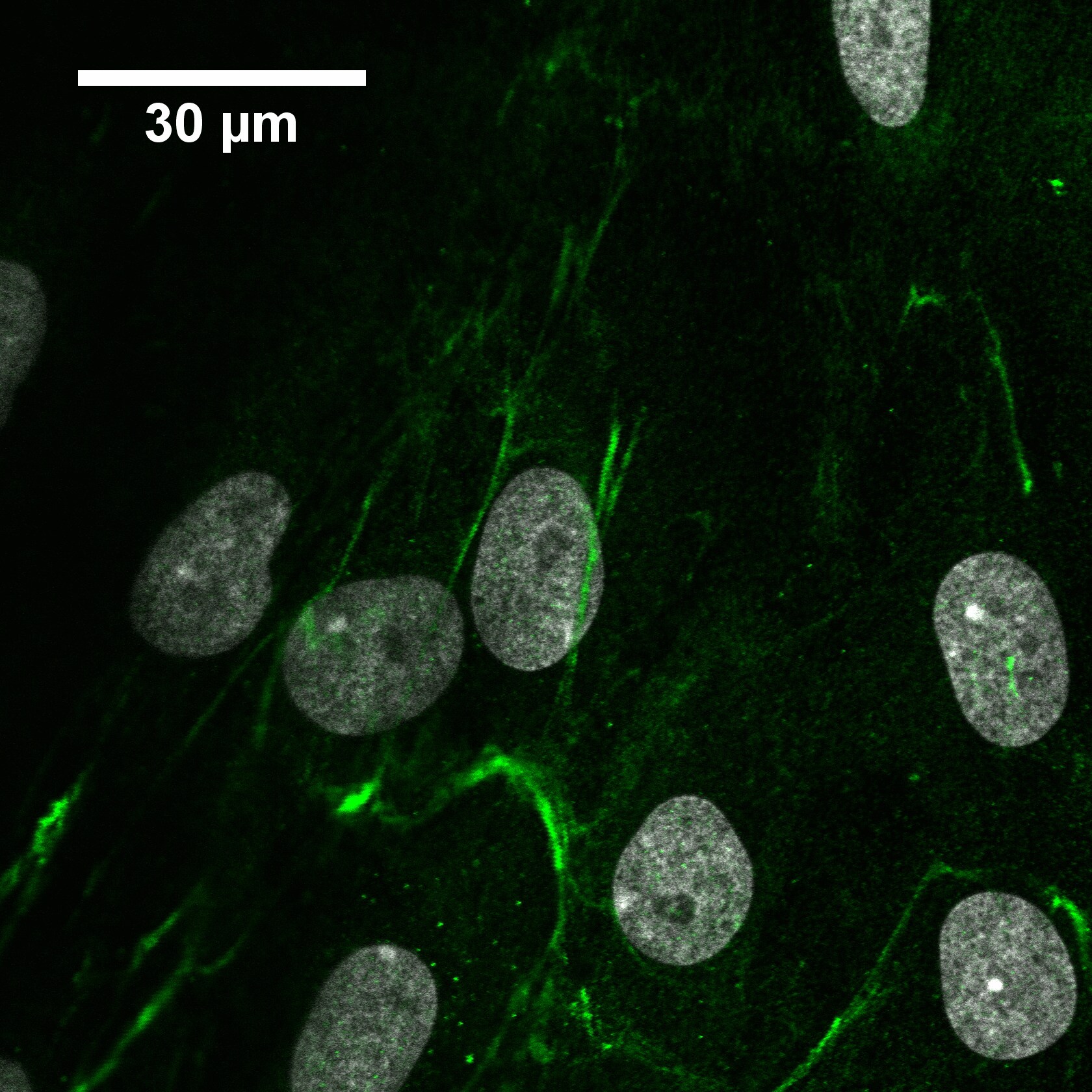 EMILIN1 Antibody - BSA Free NBP1-84127