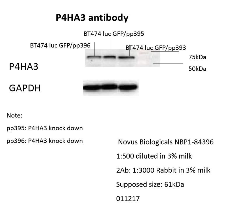 P4HA3 Antibody - BSA Free NBP1-84396