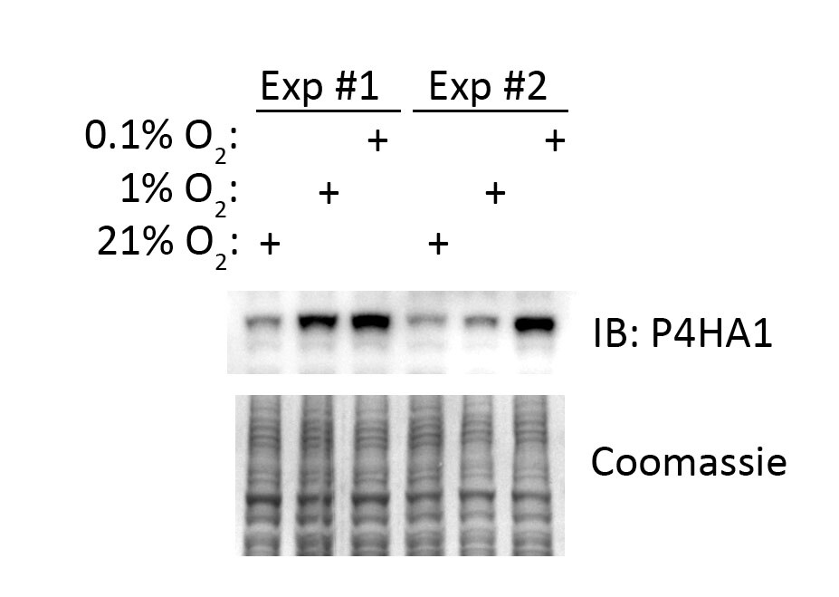 P4HA1 Antibody - BSA Free NBP1-84398