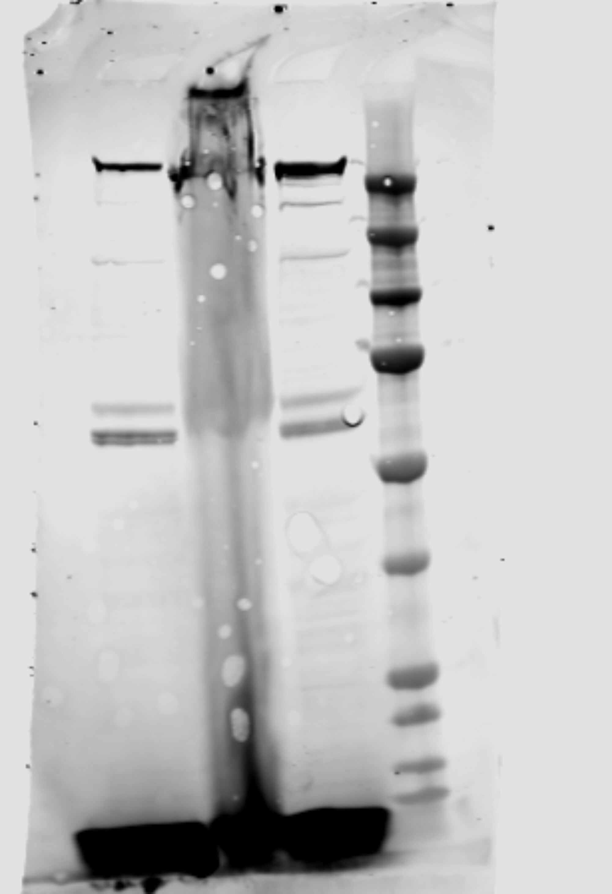 P4HA1 Antibody - BSA Free NBP1-84398