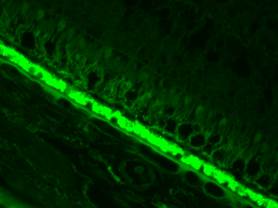 CNIH Antibody - BSA Free NBP1-84422