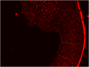 Aquaporin 1/AQP1 Antibody - BSA Free NBP1-84488