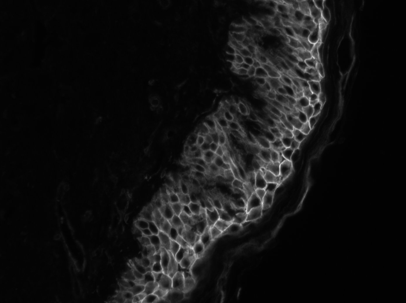 CD44 Antibody - BSA Free NBP1-84578
